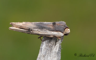 Mindre mantelfly - Red Sword-grass (Xylena vetusta)