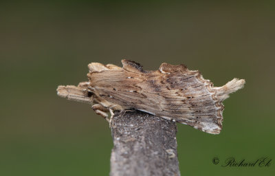 Nbbspinnare - Pale Promonent (Pterostoma palpinum)