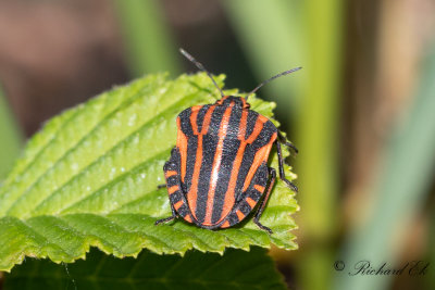 Strimlus - Striped Shield Bug (Graphosoma lineatum)
