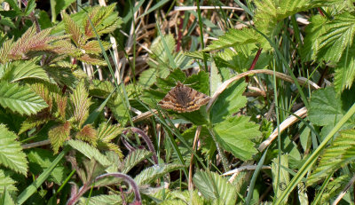 Gulbrokigt sltterfly - Burnet Companion (Euclidia glyphica)