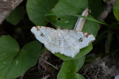 Pilbgmtare - Peacock moth (Macaria notata)