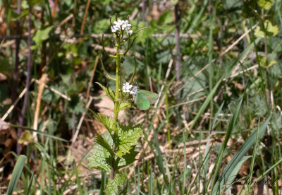 Grnsnabbvinge - Green Hairstreak (Callophrys rubi) 