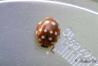 Fjortonflckig lvpiga - Cream-spot ladybird (Calvia quatuordecimguttata)