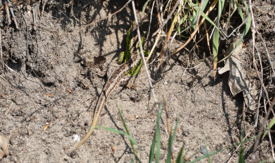 Sandödla (Lacerta agilis)