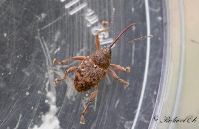 Bandad ollonvivel (Curculio venosus)