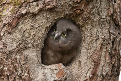 Prluggla - Boreal Owl (Aegolius funereus)