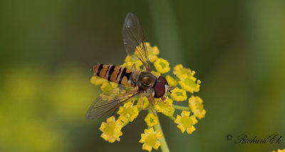 Flyttblomfluga (Episyrphus balteatus)