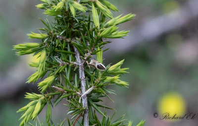 Gkrtssikelvecklare (Ancylis badiana)