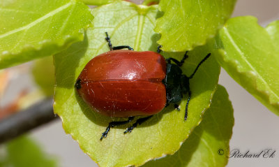 Aspglansbagge (Chrysomela populi) 