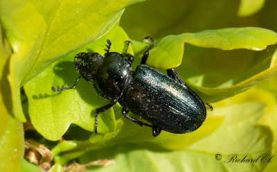 Lundbloxe (Platycerus caraboides)