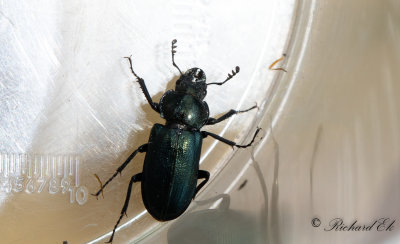 Lundbloxe (Platycerus caraboides)