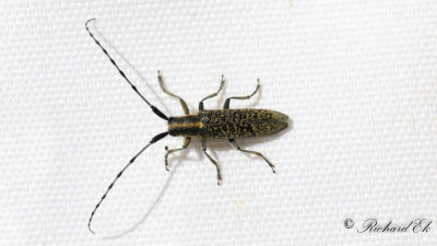 Tistelbock (Agapanthia villosoviridescens)