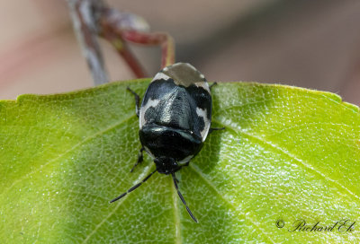 Svartvit taggbening (Tritomegas bicolor)