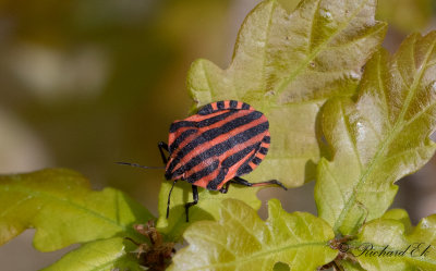 Strimlus - Striped Shield Bug (Graphosoma lineatum)