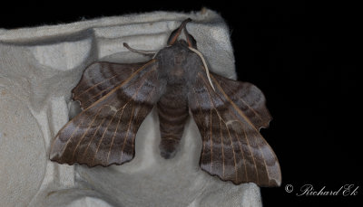 Poppelsvrmare - Poplar Hawk-moth (Laothoe populi) 