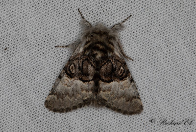 Hasselfly - Nut-tree Tussock (Colocasia coryli)