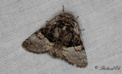Hasselfly - Nut-tree Tussock (Colocasia coryli)