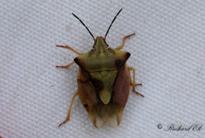 Bred brfis (Carpocoris fuscispinus)