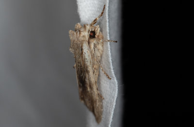 Grbrunt trfly - Pale Pinion (Lithophane socia)