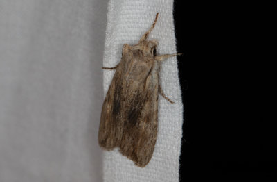 Grbrunt trfly - Pale Pinion (Lithophane socia)