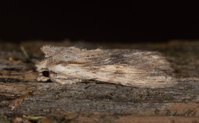 Grbrunt trfly - Pale Pinion (Lithophane socia)