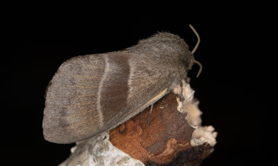Grsulv - Fox Moth (Macrothylacia rubi)