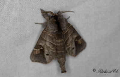 Svartflckig hgstjrt (Clostera anachoreta)