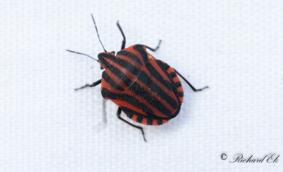 Strimlus - Striped Shield Bug (Graphosoma lineatum)