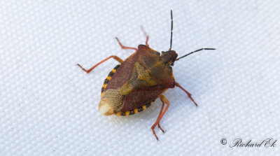 Purpurbrfis (Carpocoris purpureipennis)