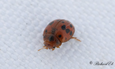 Tjugofyraprickig nyckelpiga (Subcoccinella vigintiquatuorpunctata)