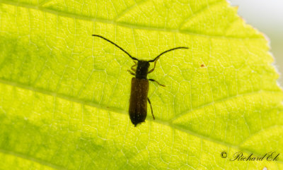 Dvrgbock sp (Tetrops sp)