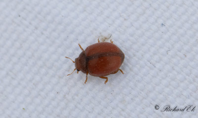 Tjugofyraprickig nyckelpiga (Subcoccinella vigintiquatuorpunctata)?