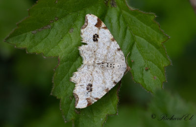 Pilbgmtare - Peacock moth (Macaria notata)