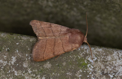 Streckfly - Treble Lines (Charanyca trigrammica)