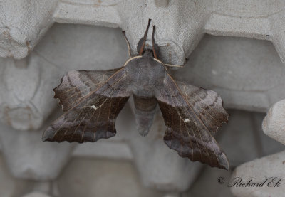 Poppelsvrmare - Poplar Hawk-moth (Laothoe populi) 