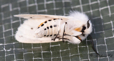 Prickig tigerspinnare (Spilosoma lubricipedum)
