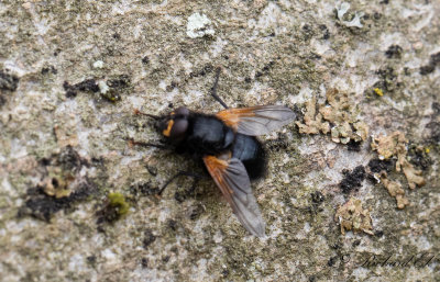 Mesembrina meridiana