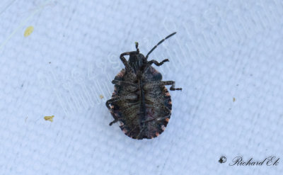 Rdbent brfis - Forest Bug (Pentatoma rufipes)