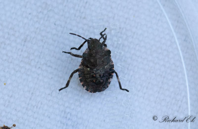 Rdbent brfis - Forest Bug (Pentatoma rufipes)