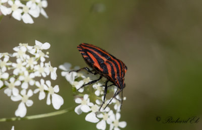 Strimlus - Striped Shield Bug (Graphosoma lineatum)