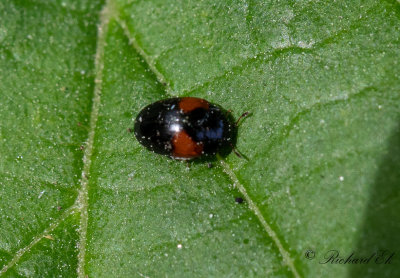 Erotylidae (Trdsvampbaggar)