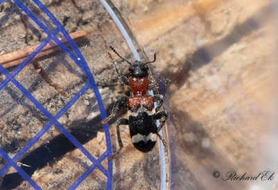 Myrbagge - European Red-bellied Clerid (Thanasimus formicarius)