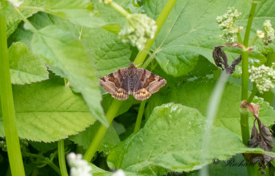 Gulbrokigt sltterfly - Burnet Companion (Euclidia glyphica)