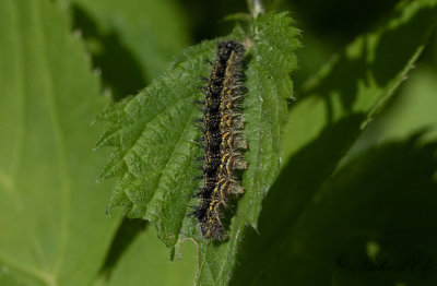 Nsselfjril (Aglais urticae)