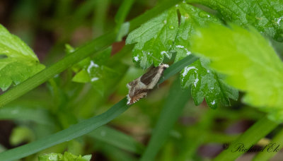 Gkrtssikelvecklare (Ancylis badiana)