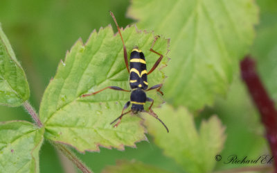 Lvgetingbock (Clytus arietis)