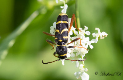 Lvgetingbock (Clytus arietis)