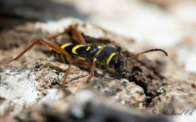 Lvgetingbock (Clytus arietis)