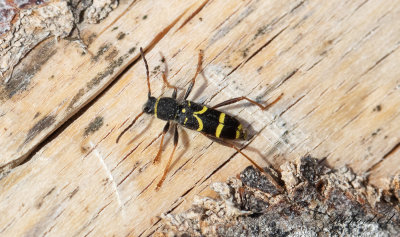 Lvgetingbock (Clytus arietis)