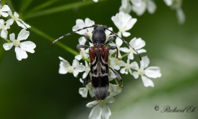 Prydnadsbock (Anaglyptus mysticus)